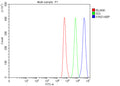 Flow cytometry analysis of fixed and permeabilized human HeLa cells with IVNS1ABP antibody at 1ug/million cells (blocked with goat sera); Red=cells alone, Green=isotype control, Blue= IVNS1ABP antibody.