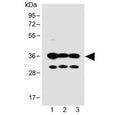 Western blot testing of human 1) SH-SY5Y, 2) PANC-1 and 3) MCF-7 cell lysate with OR5V1 antibody at 1:1000. Predicted molecular weight ~36 kDa.