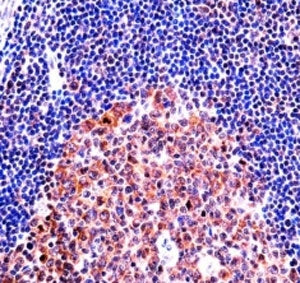 MCM4 antibody immunohistochemistry analysis in formalin fixed and paraffin embedded human tonsil tissue.