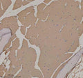 IHC staining of FFPE zebrafish skeletal muscle tissue with Zebrafish Actba antibody. HIER: boil tissue sections in pH8 EDTA for 20 min and allow to cool before testing.