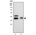 Western blot testing of Podoplanin antibody and Lane 1: rat lung; 2: mouse lung tissue lysate. Predicted molecular weight ~25/36 kDa (unmodified/glycosylated).
