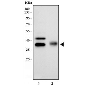 Western blot testing of Podoplanin antibody and Lane 1: rat lung; 2: mouse lung tissue lysate. Predicted molecular weight ~25/36 kDa (unmodified/glycosylated).