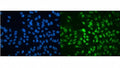 Immunofluorescent staining of FFPE human HeLa cells with MBD4 antibody (green) and DAPI nuclear stain (blue). HIER: steam section in pH6 citrate buffer for 20 min.