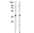 Western blot testing of human 1) HeLa and 2) Jurkat cell lysate with MAPK12 antibody. Expected molecular weight: 38-42 kDa.