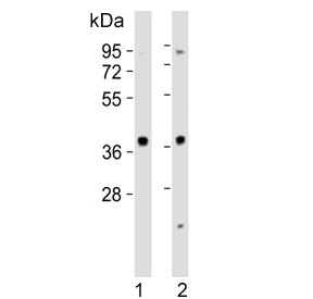Western blot testing of human 1) HeLa and 2) Jurkat cell lysate with MAPK12 antibody. Expected molecular weight: 38-42 kDa.