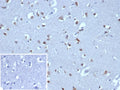 IHC staining of FFPE human brain tissue with NEUROG3 antibody (clone NGN3/1808) HIER: boil tissue sections in pH 9 10mM Tris with 1mM EDTA for 20 min and allow to cool before testing.