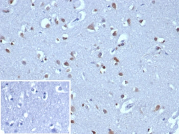 IHC staining of FFPE human brain tissue with NEUROG3 antibody (clone NGN3/1808) HIER: boil tissue sections in pH 9 10mM Tris with 1mM EDTA for 20 min and allow to cool before testing.