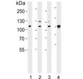 Western blot testing of human 1) HeLa, 2) Jurkat, 3) Ramos and 4) mouse NIH 3T3 cell lysate with Exportin 2 antibody. Predicted molecular weight ~110 kDa.