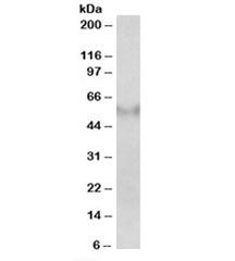 Western blot testing of human frontal cortex lysate with FSD1 antibody at 2ug/ml. Predicted molecular weight: ~55kDa.