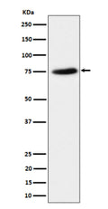 Western blot analysis of PPM1G expression in HeLa cell lysate. Predicted molecular weight ~59 kDa, commonly observed at 59-75 kDa.