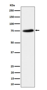 Western blot analysis of PPM1G expression in HeLa cell lysate. Predicted molecular weight ~59 kDa, commonly observed at 59-75 kDa.