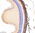 IHC staining of FFPE zebrafish retina tissue with Zebrafish Actin-related protein 2 antibody. HIER: boil tissue sections in pH8 EDTA for 20 min and allow to cool before testing.