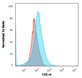 IHC testing of FFPE human pancreas with CFTR antibody (clone CFTR/1643). HIER: boil tissue sections in 10mM Tris with 1mM EDTA, pH9 for 10-20 min followed by cooling at RT for 20 min.