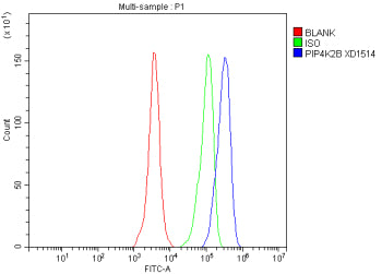 Flow Cytometry analysis of HeLa cells using anti-PIP4K2B antibody. Overlay histogram showing HeLa cells stained with (Blue line). To facilitate intracellular staining, cells were fixed with 4% paraformaldehyde and permeabilized with permeabilization buffer. The cells were blocked with 10% normal goat serum. And then incubated with rabbit anti-PIP4K2B antibody (1 ug/million cells) for 30 min at 20oC.