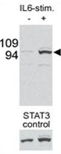 Western blot testing of p-STAT3 antibody and mouse liver tissue/lysate collected before (-) or after (+) stimulation with IL-6 injection in mouse portal vein. Data is kindly provided by Drs. E. Bard-Chapeau and G-S. Feng from the Burnham Institute (La Jolla, CA).