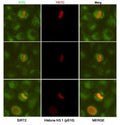 ICC/IF analysis of HeLa cells, fixed fixed by anhydrous methanol at -20oC, using SIRT2 antibody at 1:50 (green) and Histone H3.1 (pSer10) antibody at 1:200 (red).