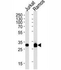 Caspase-3 antibody western blot analysis in Jurkat, Ramos lysate