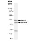 Western blot testing of HeLa cell lysate with GABPB2 antibody at 0.5ug/ml. The expected ~43/38 kDa (isoforms beta 1/gamma 1) bands and the additional ~21kDa band are all blocked by the immunizing peptide.