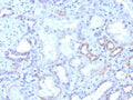 IHC staining of FFPE human kidney tissue with ROR gamma antibody (clone RORC/8017R). HIER: boil tissue sections in pH 9 10mM Tris with 1mM EDTA for 20 min and allow to cool before testing.