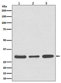 Western blot analysis of Caspase 3 expression in (1) Jurkat cell lysate; (2) NIH/3T3 cell lysate; (3) rat brain lysate using CASP3 antibody. The predicted molecular weight of Caspase 3 is at ~32 kDa.