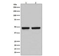 Western blot testing of 1) human Caco-2 and 2) mouse spleen lysate with HAPLN1 antibody. Expected molecular weight: 41-48 kDa depending on glycosylation level.
