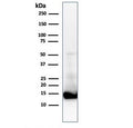 Western blot testing of human heart lysate with Cytochrome C antibody (clone CTC05). Predicted molecular weight: ~12 kDa, routinely visualized at ~15 kDa.