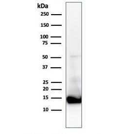 Western blot testing of human heart lysate with Cytochrome C antibody (clone CTC05). Predicted molecular weight: ~12 kDa, routinely visualized at ~15 kDa.