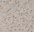 IHC testing of FFPE mouse brain tissue with SAP102 antibody at 1ug/ml. Required HIER: steam section in pH6 citrate buffer for 20 min and allow to cool prior to testing.