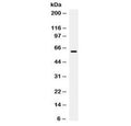 Western blot testing of human HeLa cell lysate with PD-L1 / B7-H1 antibody at 0.5ug/ml. Expected molecular weight ~34/40-70 kDa (unmodified/glycosylated), observed here at ~62 kDa.