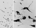 IHC testing of a PFA-perfused cryosection of human hypothalamus with Oxytocin antibody at 0.05ug/ml. Antigen retrieval with citrate buffer pH 6 at 80oC for 30min, HRP-staining with Ni-DAB after Biotin-SP-anti-goat amplification.