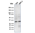 Western blot testing of human PC-3 and MCF-7 cell lysate with NKX2.8 antibody. Predicted molecular weight ~26 kDa, commonly observed at 26-34 kDa.