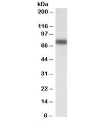 Western blot testing of HepG2 lysate with IRF2BP1 antibody at 0.1ug/ml. Predicted molecular weight: ~62kDa but can be observed at up to 75kDa.