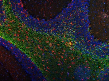 Immunofluorescent staining of FFPE rat cerebellum tissue with Siglec-4a antibody (green), GFAP antibody (red) and DAPI nuclear stain (blue). HIER: steam section in pH6 citrate buffer for 20 min.