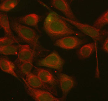 Immunofluorescent staining of AXIN1 using anti-AXIN1 antibody (green) and anti-Beta Tubulin antibody (red). AXIN1 was detected in immunocytochemical section of HELA cell. Enzyme antigen retrieval was performed using IHC enzyme antigen retrieval reagent for 15 mins. The cells were blocked with 10% goat serum. And then incubated with 5 ug/ml rabbit anti-AXIN1 antibody and mouse anti-Beta Tubulin antibody overnight at 4oC. Cy3 Conjugated Goat Anti-Rabbit IgG and DyLight 488 Conjugated Goat Anti-Mouse IgG were