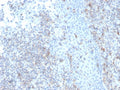 IHC staining of FFPE human tonsil with recombinant CD50 antibody (clone rICAM3/1019). HIER: boil tissue sections in pH 9 10mM Tris with 1mM EDTA for 20 min and allow to cool before testing.