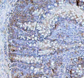 IHC staining of FFPE rat intestine tissue with BCMA antibody. HIER: boil tissue sections in pH8 EDTA for 20 min and allow to cool before testing.