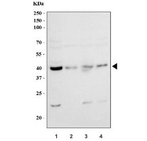 Western blot testing of 1) human MCF7, 2) human PC-3, 3) human A549 and 4) monkey COS-7 cell lysate with AHA1 antibody at 0.5ug/ml. Predicted molecular weight ~38 kDa.