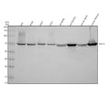 Western blot analysis of TAF15 using anti-TAF15 antibody. Electrophoresis was performed on a 10% SDS-PAGE gel at 80V (Stacking gel) / 120V (Resolving gel) for 2 hours. Lane 1: human RT4 whole cell lysates, Lane 2: human whole cell lysates, Lane 3: human whole cell lysates, Lane 4: human U251 whole cell lysates, Lane 5: rat testis tissue lysates, Lane 6: rat thymus tissue lysates, Lane 7: mouse testis tissue lysates, Lane 8: mouse thymus tissue lysates.
