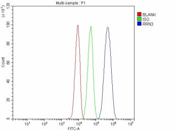 Flow Cytometry analysis of HepG2 cells using anti-RRN3 antibody. Overlay histogram showing HepG2 cells stained with (Blue line). To facilitate intracellular staining, cells were fixed with 4% paraformaldehyde and permeabilized with permeabilization buffer. The cells were blocked with 10% normal goat serum. And then incubated with rabbit anti-RRN3 antibody (1 ug/million cells) for 30 min at 20oC.
