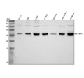 Western blot analysis of MCEMP1 using anti-MCEMP1 antibody. Lane 1: human THP-1 whole cell lysates, Lane 2: human HEL whole cell lysates, Lane 3: human K562 whole cell lysates, Lane 4: rat liver tissue lysates, Lane 5: rat lung tissue lysates, Lane 6: mouse liver tissue lysates, Lane 7: mouse Hepa1-6 whole cell lysates. After electrophoresis, proteins were transferred to a nitrocellulose membrane at 150 mA for 50-90 min. Blocked the membrane with 5% non-fat milk/TBS for 1.5 hour at RT.