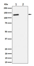 Western blot analysis of Phospho-(T986) expression in (1) Jurkat cell lysate; (2) Jurkat cell treated with phosphatase lysate, using Phospho-RBL2 (Thr986) antibody.