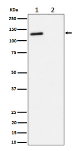 Western blot analysis of Phospho-(T986) expression in (1) Jurkat cell lysate; (2) Jurkat cell treated with phosphatase lysate, using Phospho-RBL2 (Thr986) antibody.