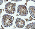 IHC staining of FFPE mouse testis tissue with PRMT7 antibody. HIER: boil tissue sections in pH8 EDTA for 20 min and allow to cool before testing.