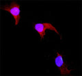 Immunofluorescent staining of FFPE NRK cells (normal rat kidney epithelial cells) with GSTP1 antibody (red) and DAPI nuclear stain (blue). HIER: steam section in pH6 citrate buffer for 20 min.