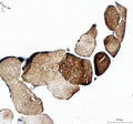 Immunohistochemical staining of MYOT using anti-MYOT antibody. MYOT was detected in a paraffin-embedded section of human skeletal muscle tissue. Heat mediated antigen retrieval was performed in EDTA buffer (pH 8.0, epitope retrieval solution). The tissue section was blocked with 10% goat serum. The tissue section was then incubated with 2 ug/ml rabbit anti-MYOT antibody overnight at 4oC. Peroxidase Conjugated Goat Anti-rabbit IgG was used as secondary antibody and incubated for 30 min at 37oC.