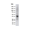 Western blot testing of human liver tissue using GLUL antibody (clone GLUL/6599). Predicted molecular weight ~42 kDa.