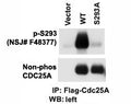 Western blot testing of phospho-CDC25A antibody and cells transfected with wild type or mutant S293A of CDC25A. Data courtesy of Dr. Tiebang Kang of Washington University, St. Louis, MO.
