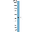 Western blot testing of mouse skeletal muscle tissue with recombinant Myogenin D1 antibody at 1:2000 dilution. Expected molecular weight: 43-45 kDa