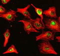 Immunofluorescent staining of NUP85 using anti-NUP85 antibody (green) and anti-Beta Tubulin antibody (red). NUP85 was detected in an immunocytochemical section of cells. Enzyme antigen retrieval was performed using IHC enzyme antigen retrieval reagent for 15 mins. The cells were blocked with 10% goat serum. And then incubated with 5 ug/ml rabbit anti-NUP85 antibody and mouse anti-Beta Tubulin antibody overnight at 4oC.