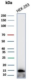 Western blot testing of human HEK293 cell lysate with GLIF antibody (clone MIF/4285). Predicted molecular weight ~13 kDa.